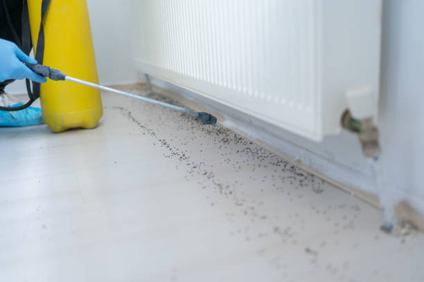 Insect Control in Rochester, WA